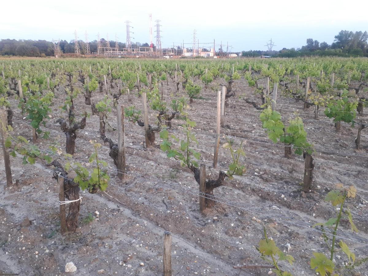 Chateau Gunes Cissac-Médoc Eksteriør billede
